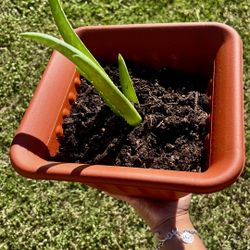 Aloe Vera Plants