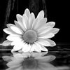 Daisy G