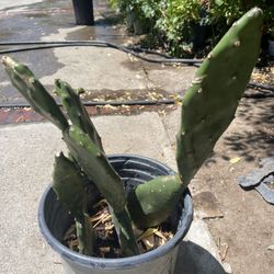 Cuctus  Plant