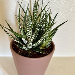 ♥️Gorgeous♥️ZEBRA 🦓 Haworthia: Plant🙏PLS READ DESCRIPTION