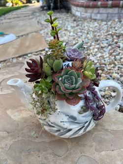 Mother’s Day Succulent arrangement