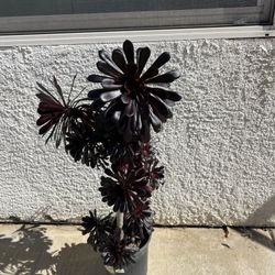 Plant Outdoor Succulent 
