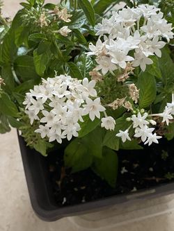 Egyptian cluster plant