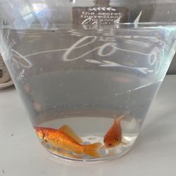 Free goldfish