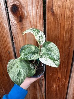 RARE Scindapsus Albo