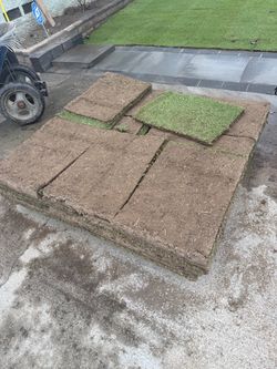 Grass turf