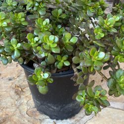 Succulent Plant 3 Gallon Pot 