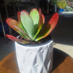 Kalanchoe Luciae
