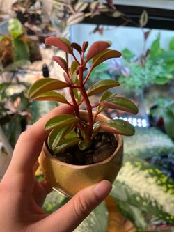 Succulent in ceramic pot