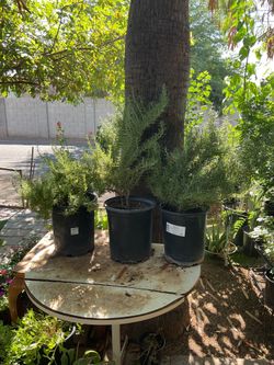 Rosemary plants