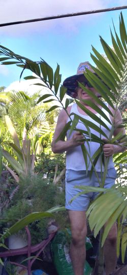 Alexander Palm Carpentaria  potted landscape plants