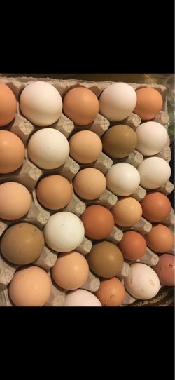Fresh eggs