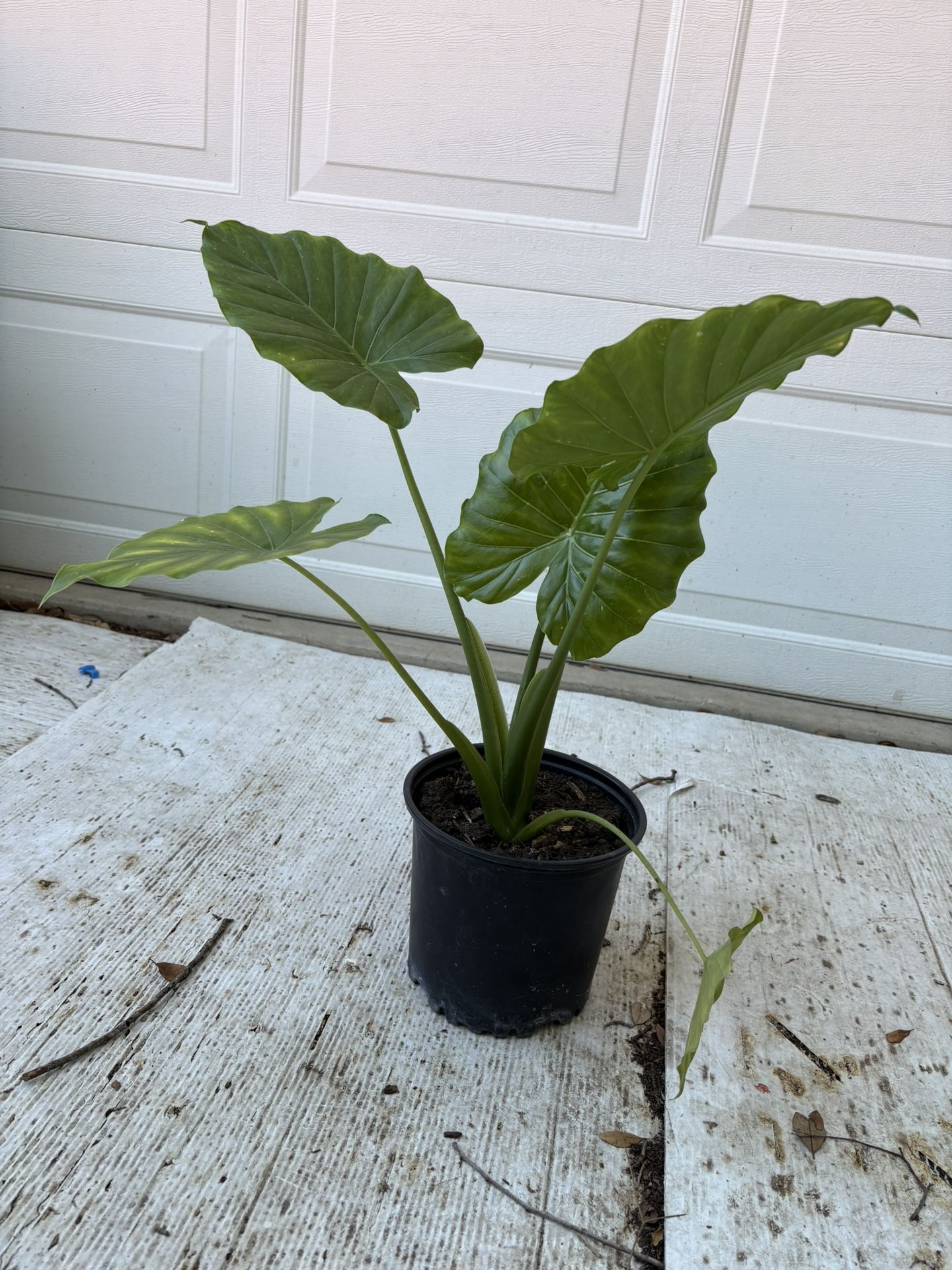 Elephant Ear Plant
