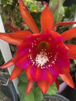 Orchid Cactus