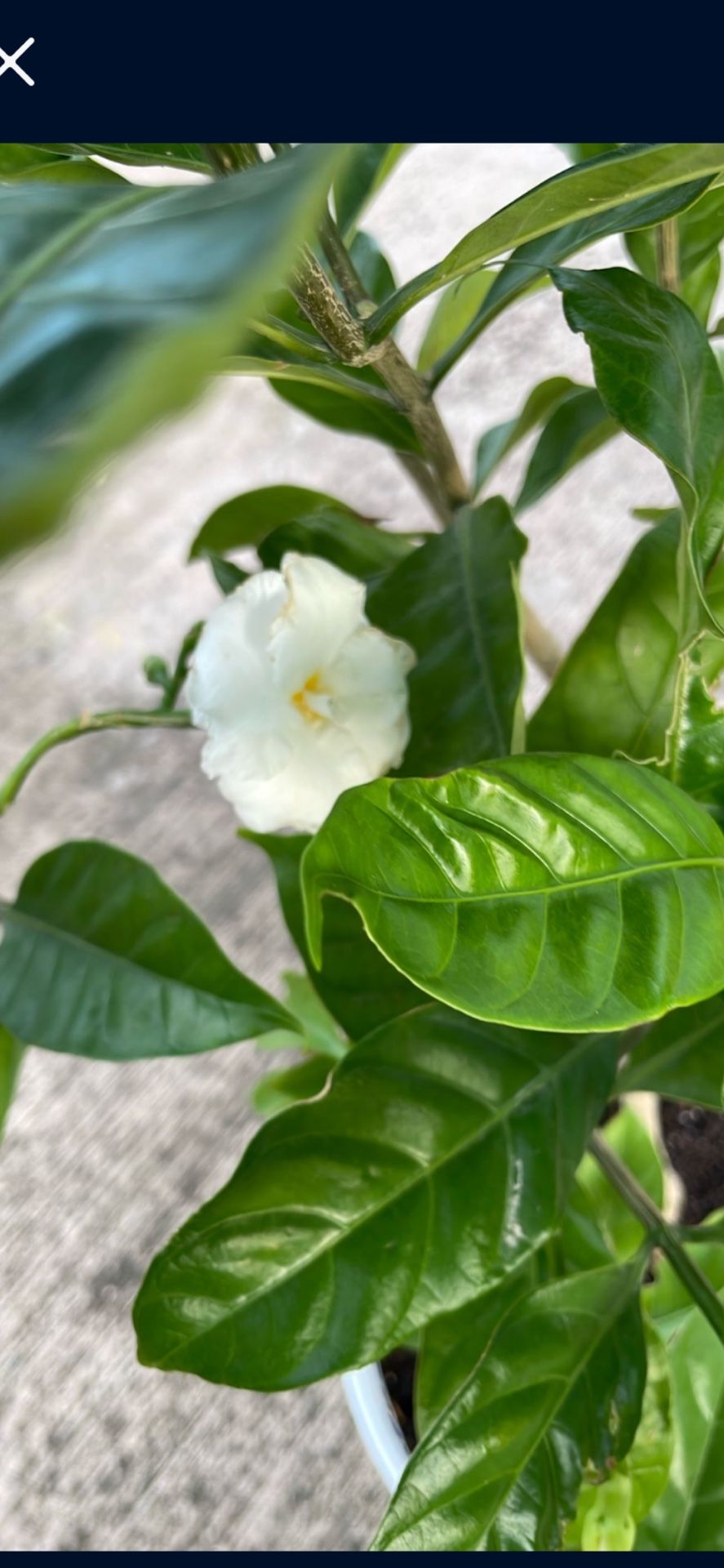 Double Flower Crape Jasmine Tree