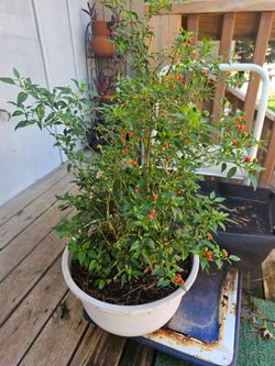 chiltepe plant ( chiltepin)