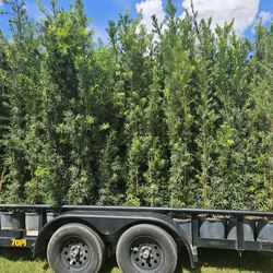 podocarpus  over 6 feet tall Instant Privacy Hedge For Fence Green Full Ready for planting
