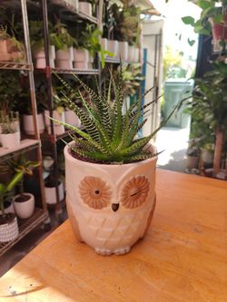 Zebra Cactus