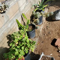 Plants Succulents And Fruits