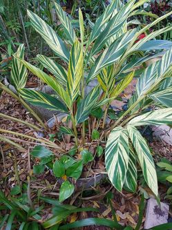 Plant