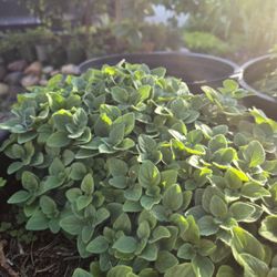 Greek Oregano (Origanum vulgare 'hirtum' ), $12 each for 3 gallon pot. 