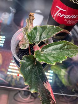 Begonia Ginny Galaxy Variegated