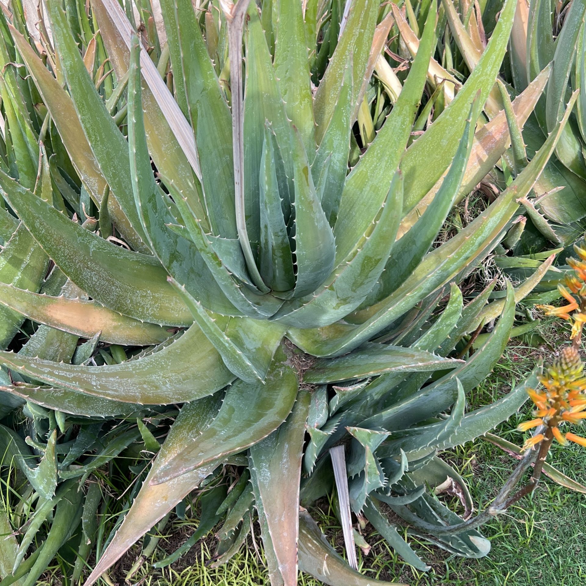 Big Aloe Vera Plant