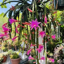 Cactus Hanging Plant In Bloom - Beautiful Pink Flowers 