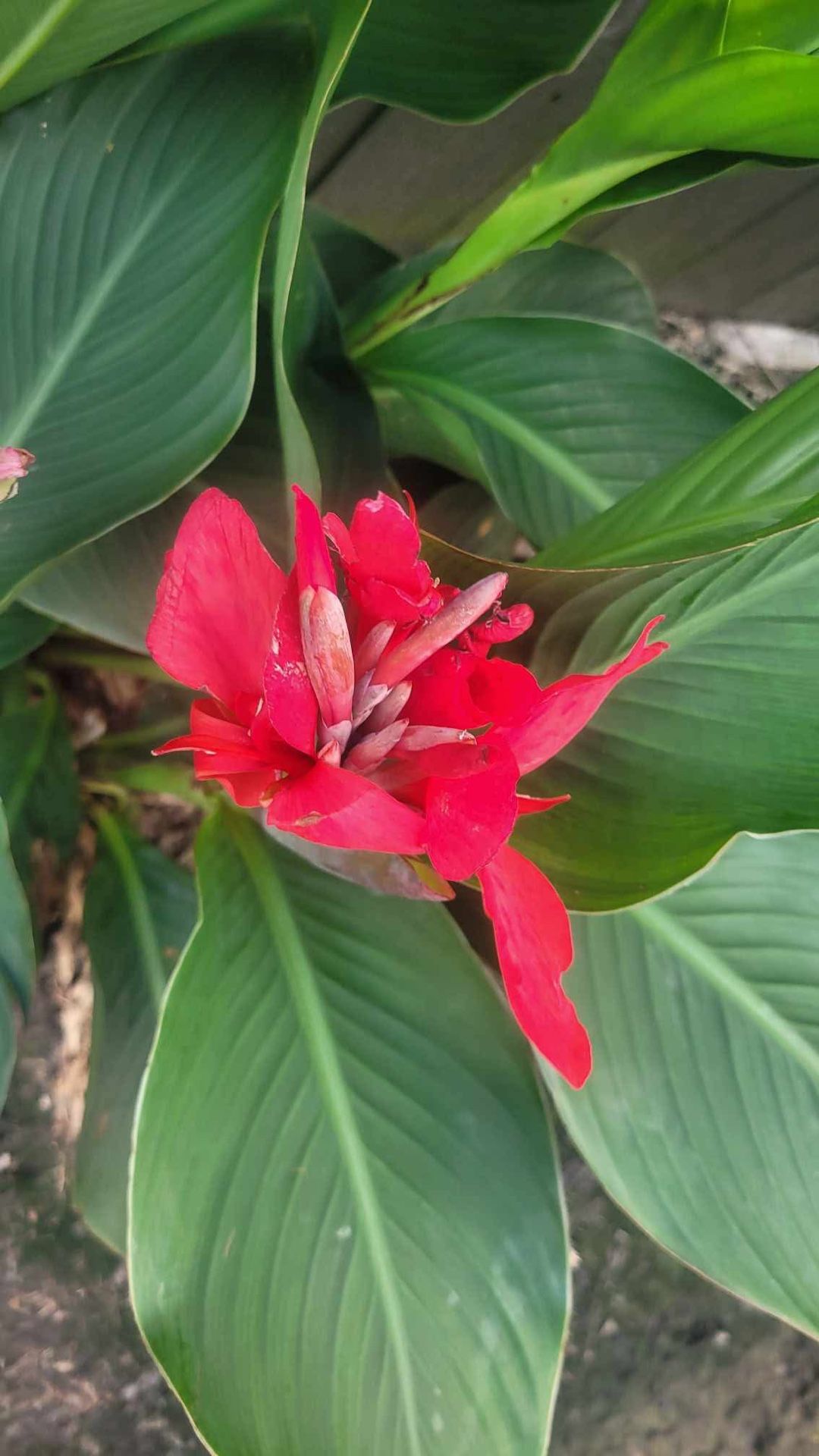 Live Red Canna Lily Flowers Garden Outdoor Plant 6”Pot