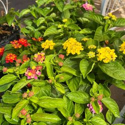 Lantanas