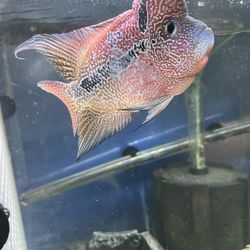 Flowerhorns X VIP Super Red Texas X Vieja 