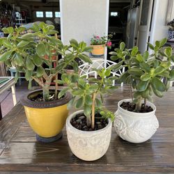 Potted Jade Plants