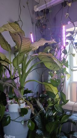 Hermosa planta