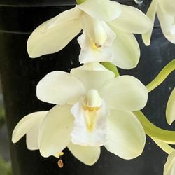 Cymbidium Orchid