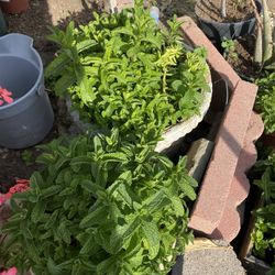 Mints Plants 