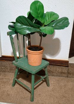 Cute Green Wooden Doll Chair and Faux Fig Plant
