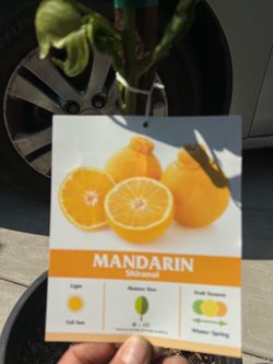 Sumo mandarin/ Shiranui mandarin