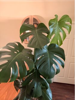 Monstera Plant