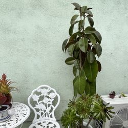 Rubber Fig tall Plant In big White Ceramic Pot Organic 