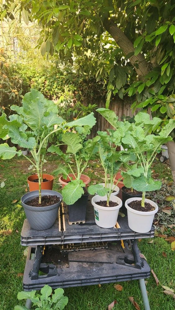 Collard Greens 2ea.( Young Tree Collard Plant