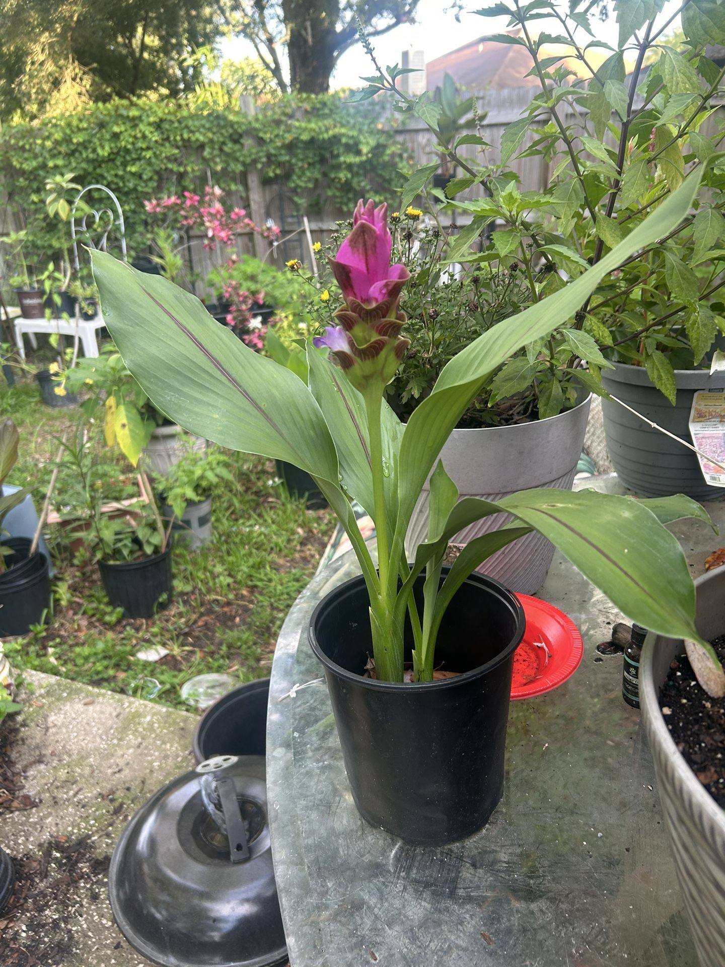 Ginger Plant