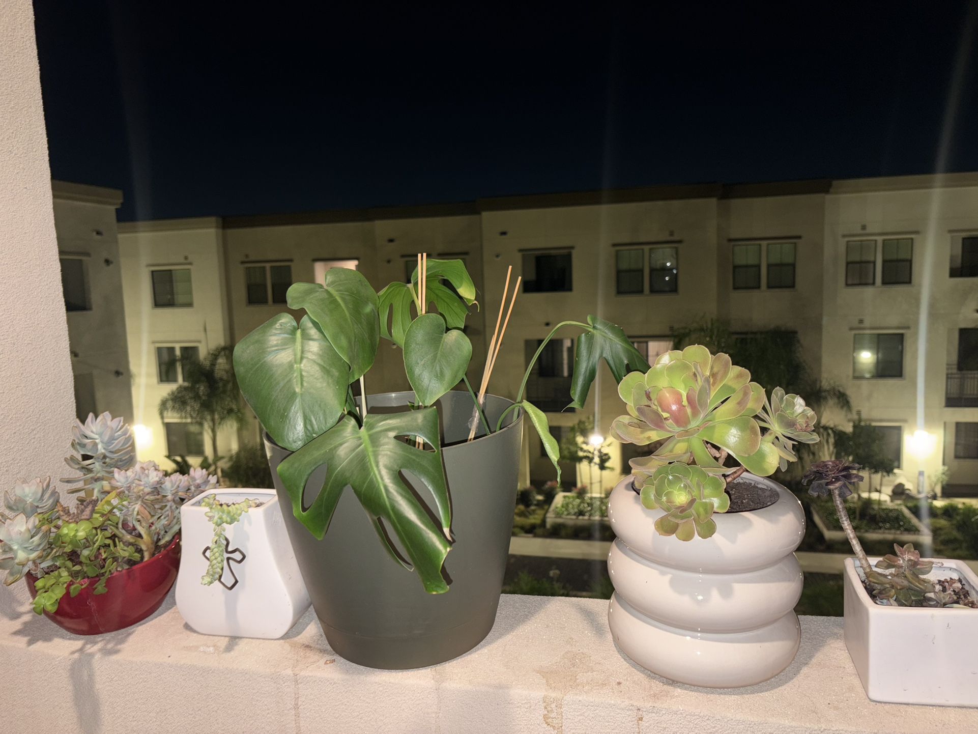 Natural plants