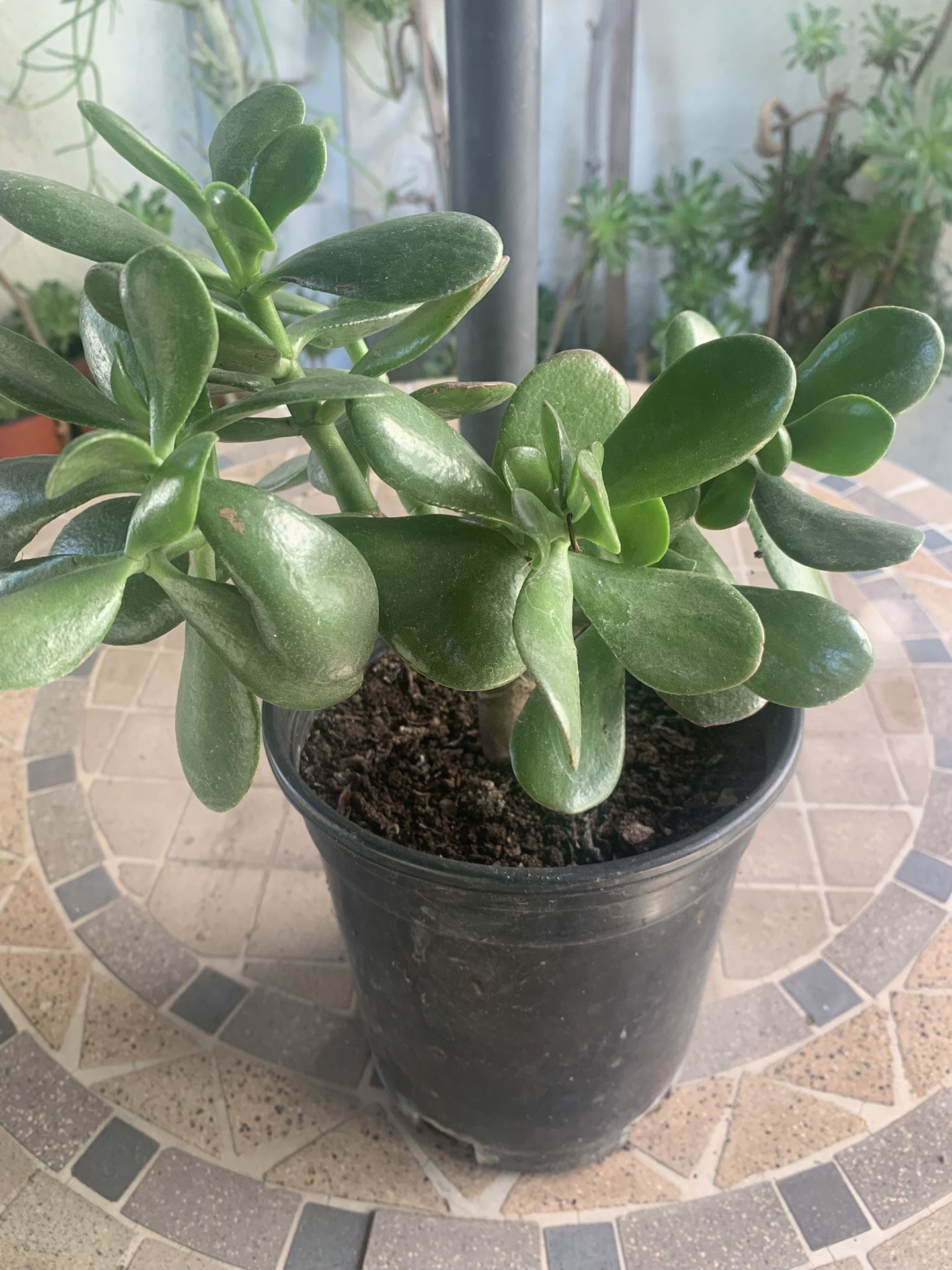 🌱 Lucky Jade Succulent Plant 🌱 1 Gallon Pot