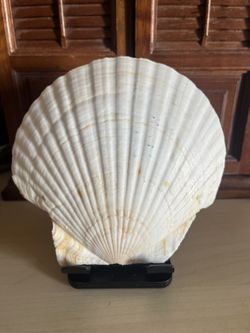 Natural Scallop Shells — Lot of 10, Large White, Decor & Crafts