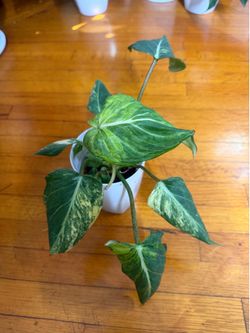 Philodendron variegated gloriousum