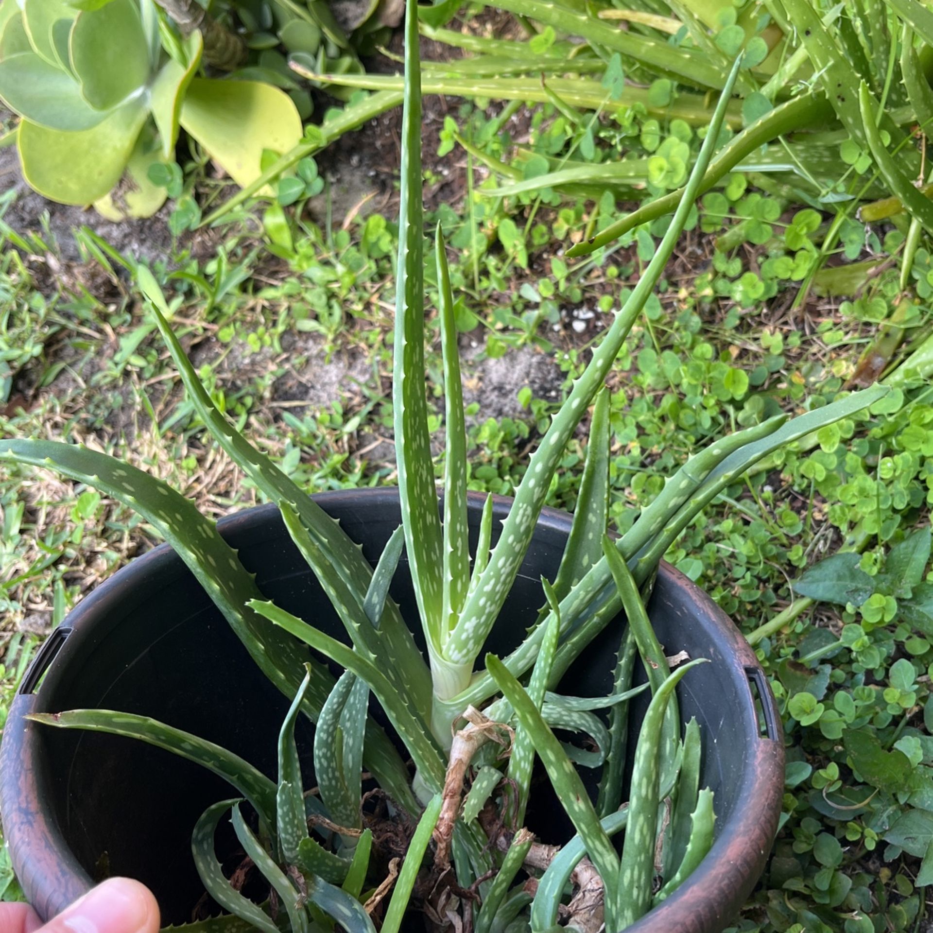 Aloe Vera 