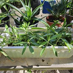 Mother Of Thousands Plant 