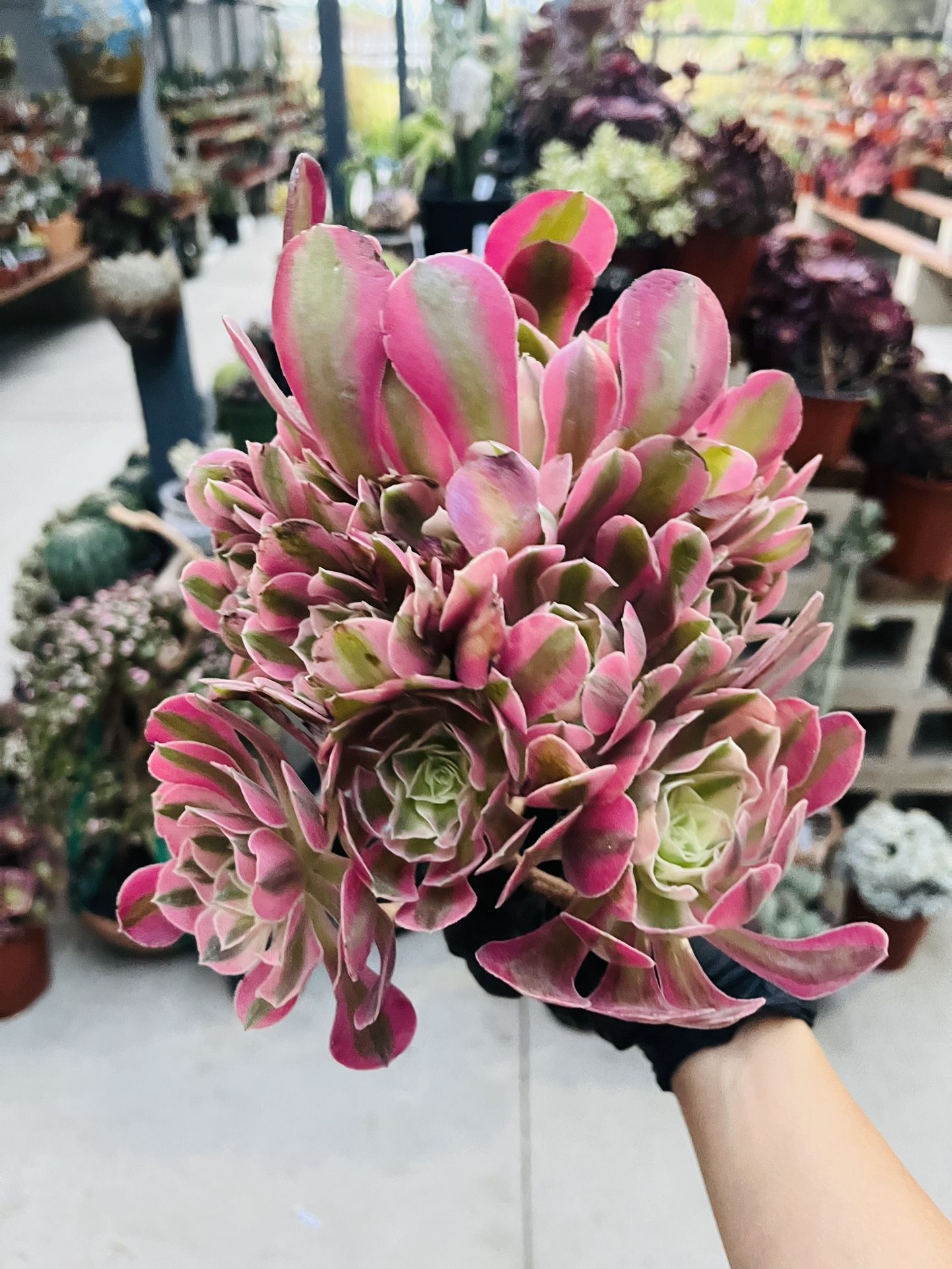 Aeonium Pink Witch Variegated Imported 