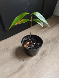 Lychee seedling