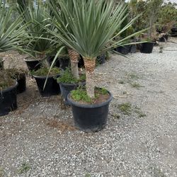 Dracaena draco  (Dragon Tree)